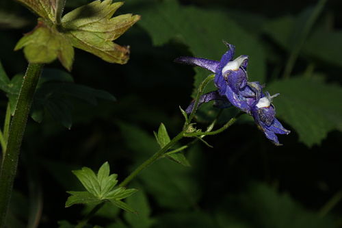 Delphinium trolliifolium